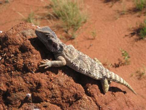 Imagem de Pogona minor (Sternfeld 1919)