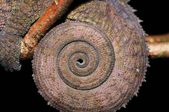 Image of Blue-legged chameleon