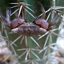 Image of Mangrove Tree Crab