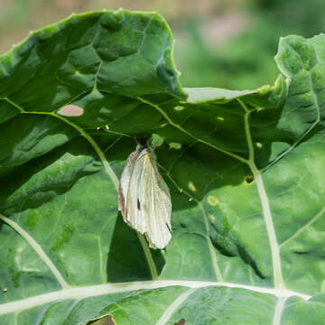 Image of cabbage butterfly