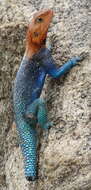 صورة Agama lionotus Boulenger 1896