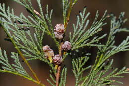 Image of Atlantic White Cedar