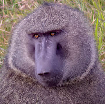 Image of Anubis Baboon