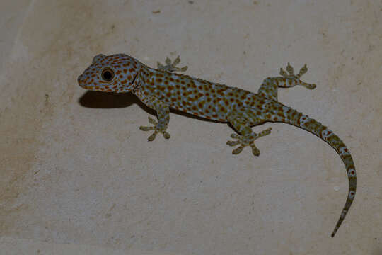 Image of Tokay Gecko