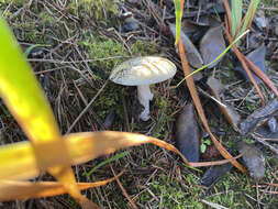 Слика од Amanita breckonii Thiers & Ammirati 1982