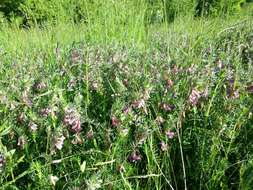 Imagem de Vicia pannonica Crantz