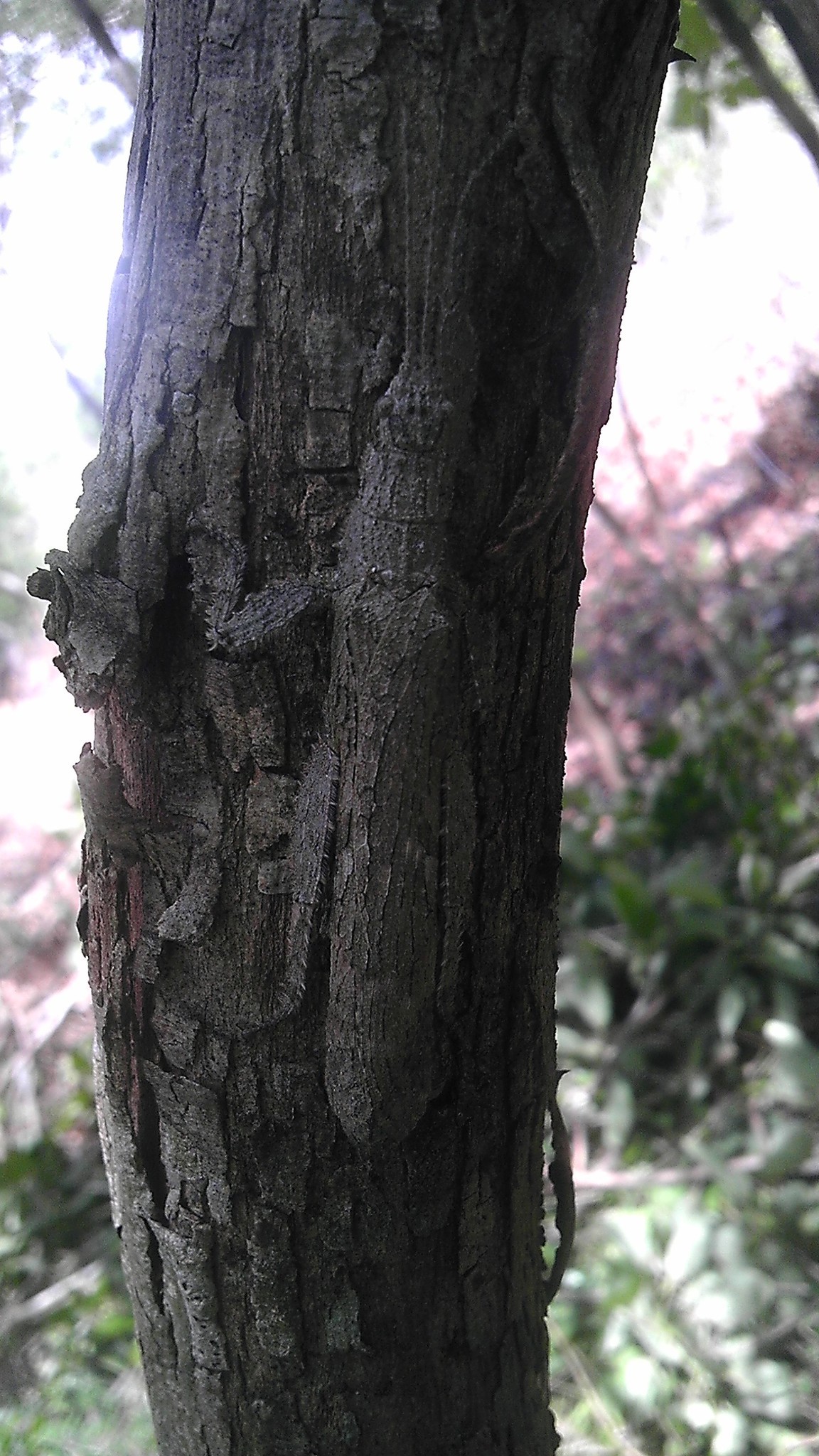 Image of Prisopus berosus Westwood 1859
