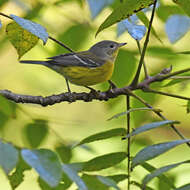 Image of Magnolia Warbler