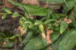 Image of Stream orchid