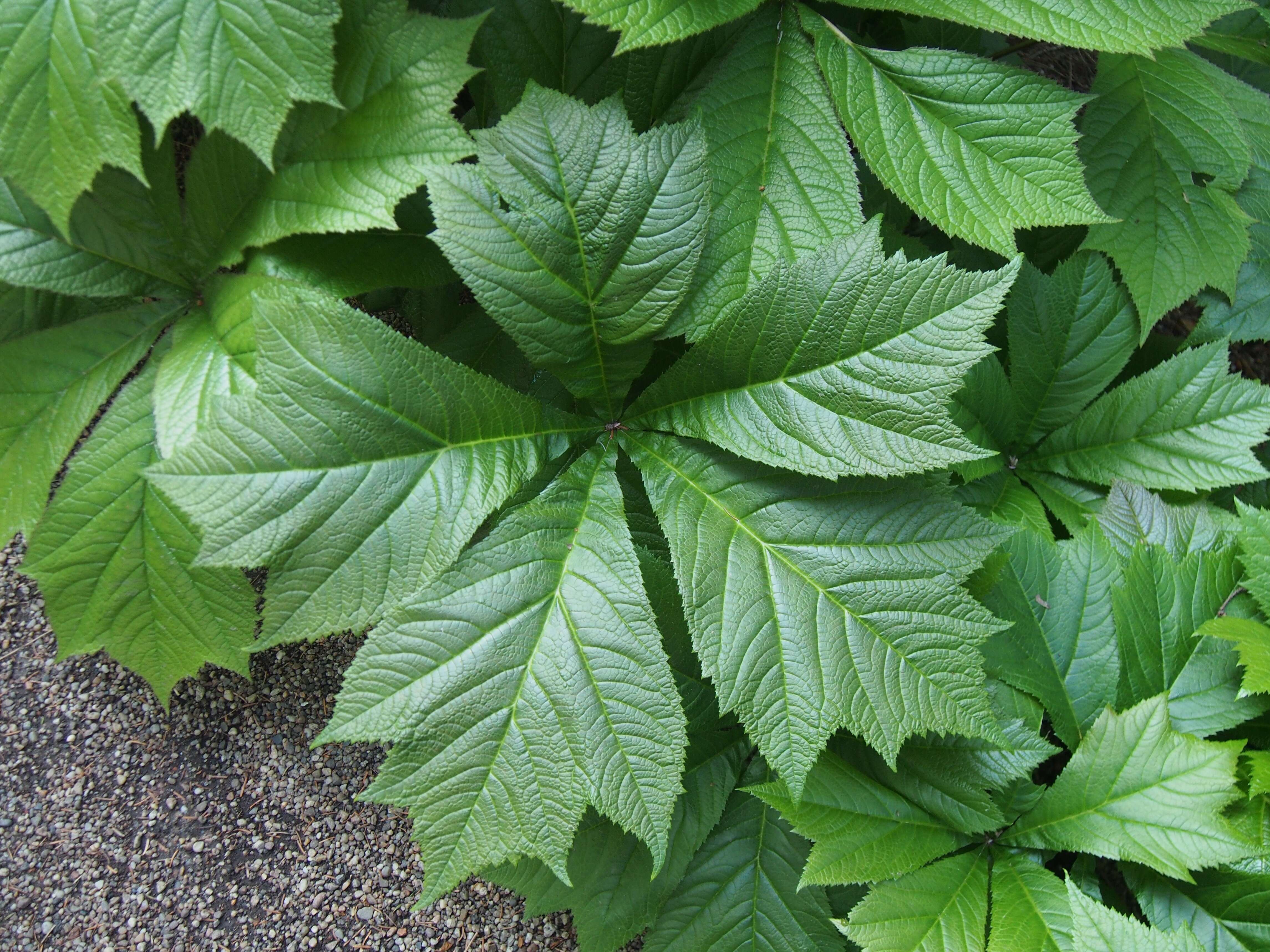 Image of Rodgersia podophylla A. Gray