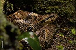 Image of Jumping Pit Viper