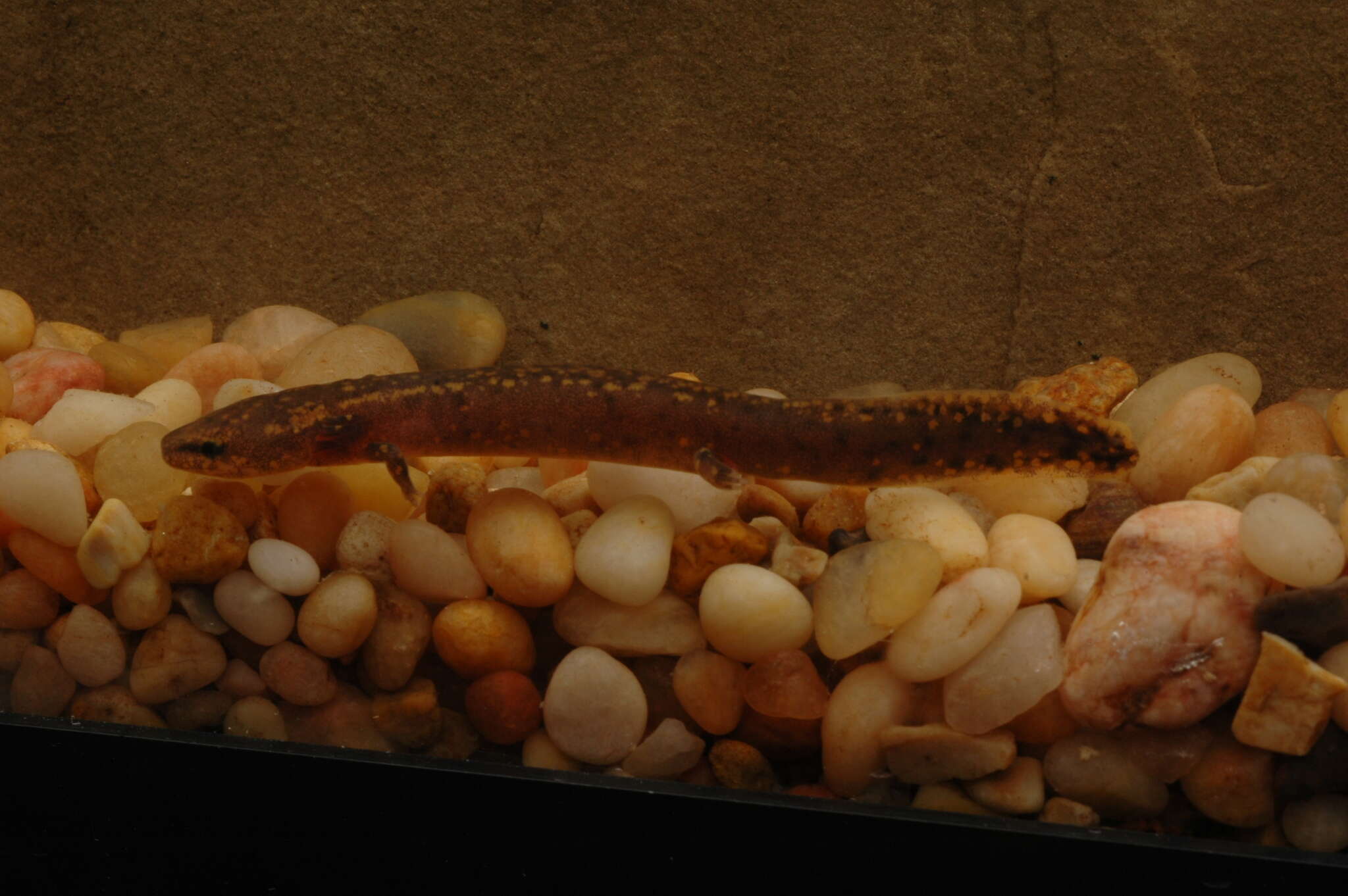 Image of Gulf Coast Waterdog