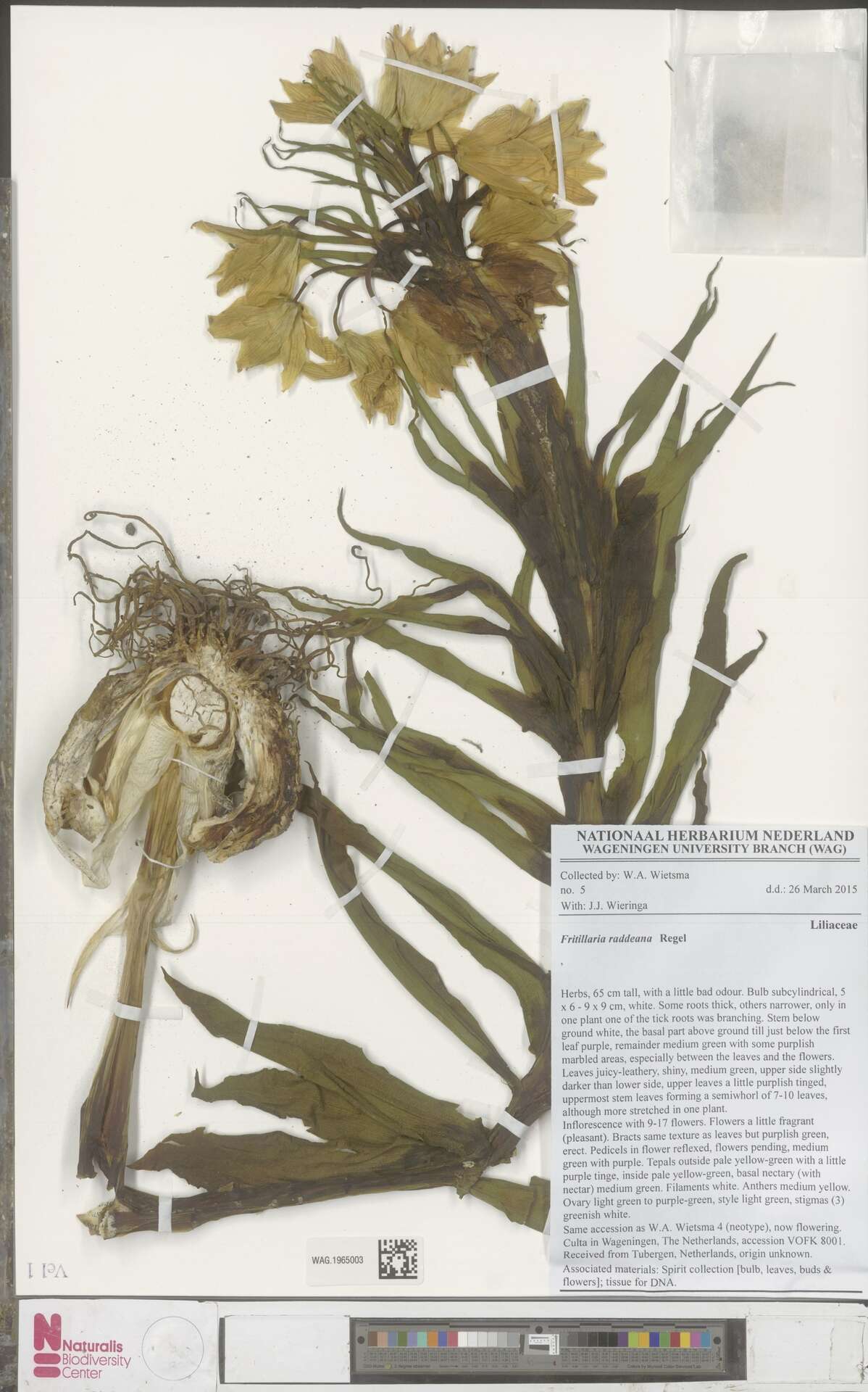 Image of Fritillaria raddeana Regel