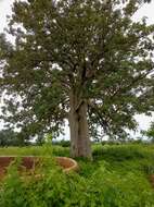 Image of Baobab