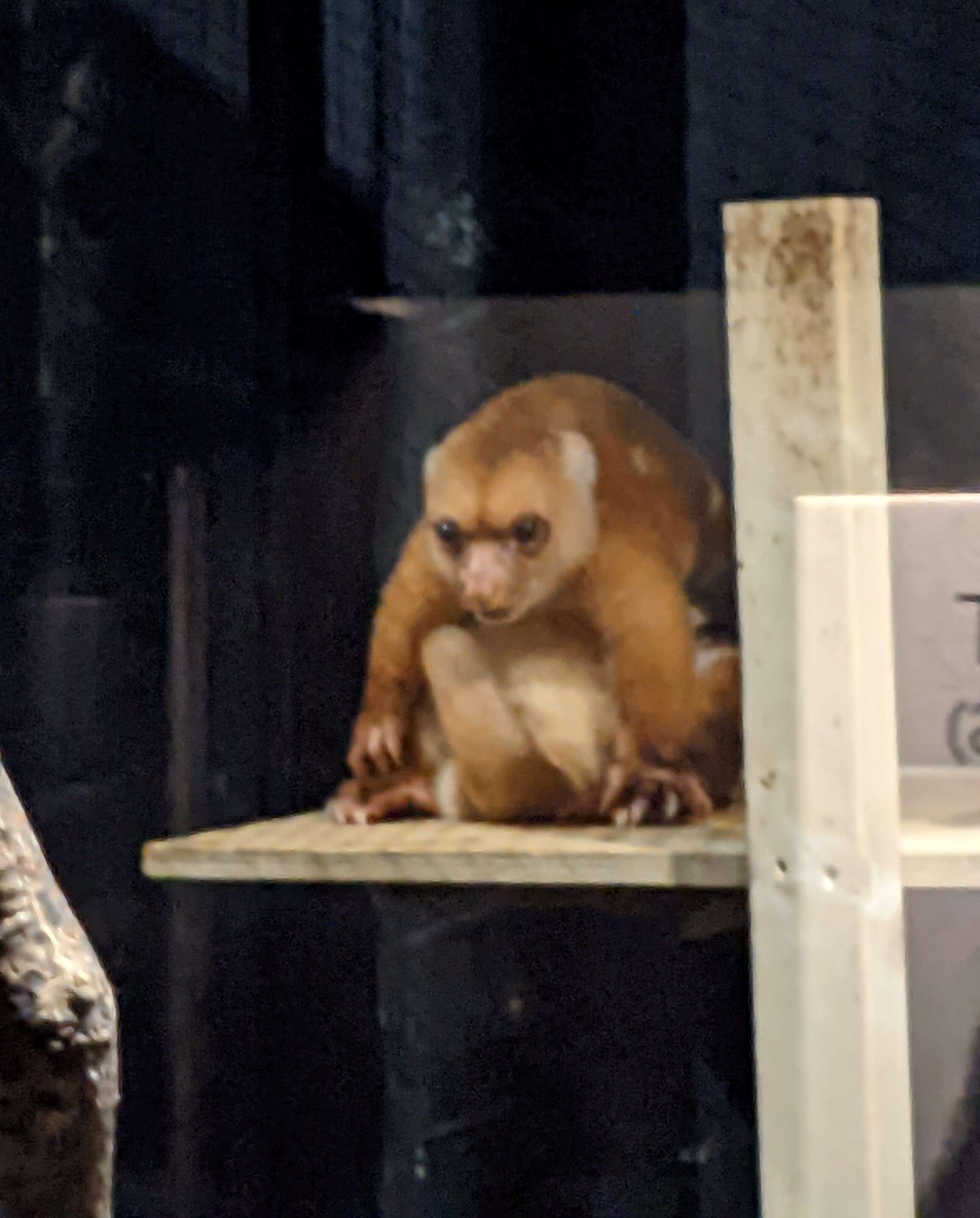 Image of Common Spotted Cuscus