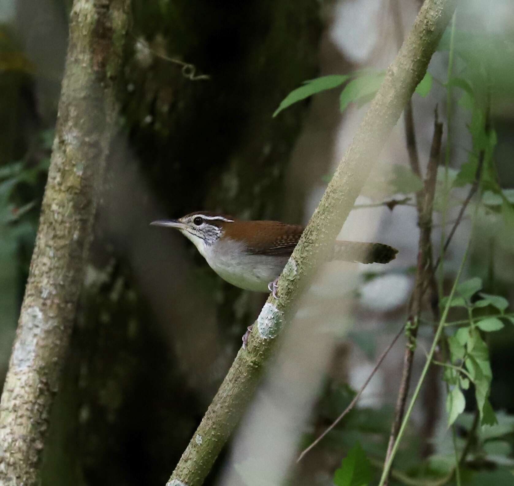 Image of Rufous-and-white Wren