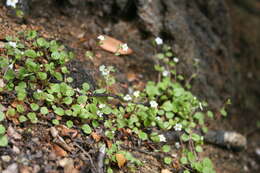 Imagem de Myosotis chaffeyorum Lehnebach