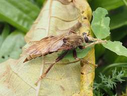 Image of Hornet robberfly