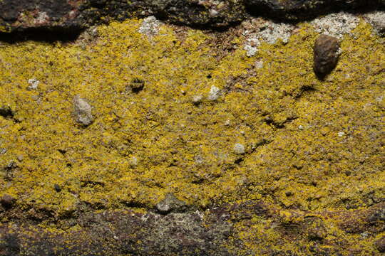 Image of lemon lichen