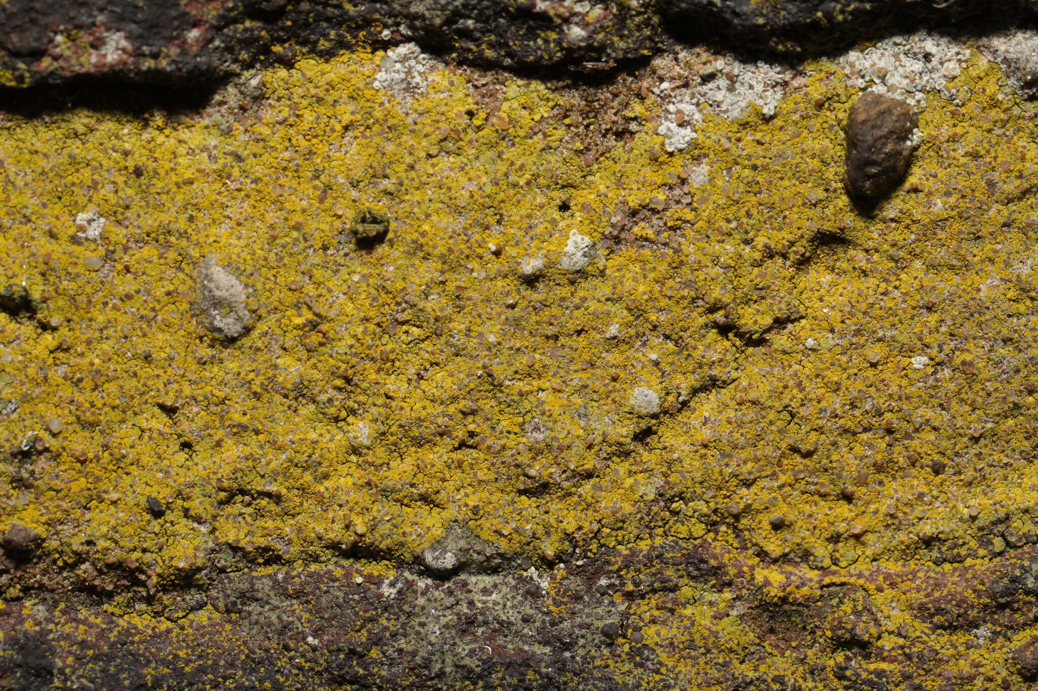 Image of lemon lichen