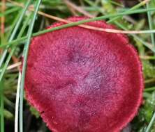 Image of Cortinarius sanguineus