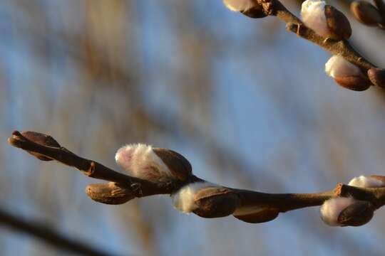 Image of goat willow