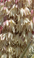 Image of <i>Yucca torreyi</i>