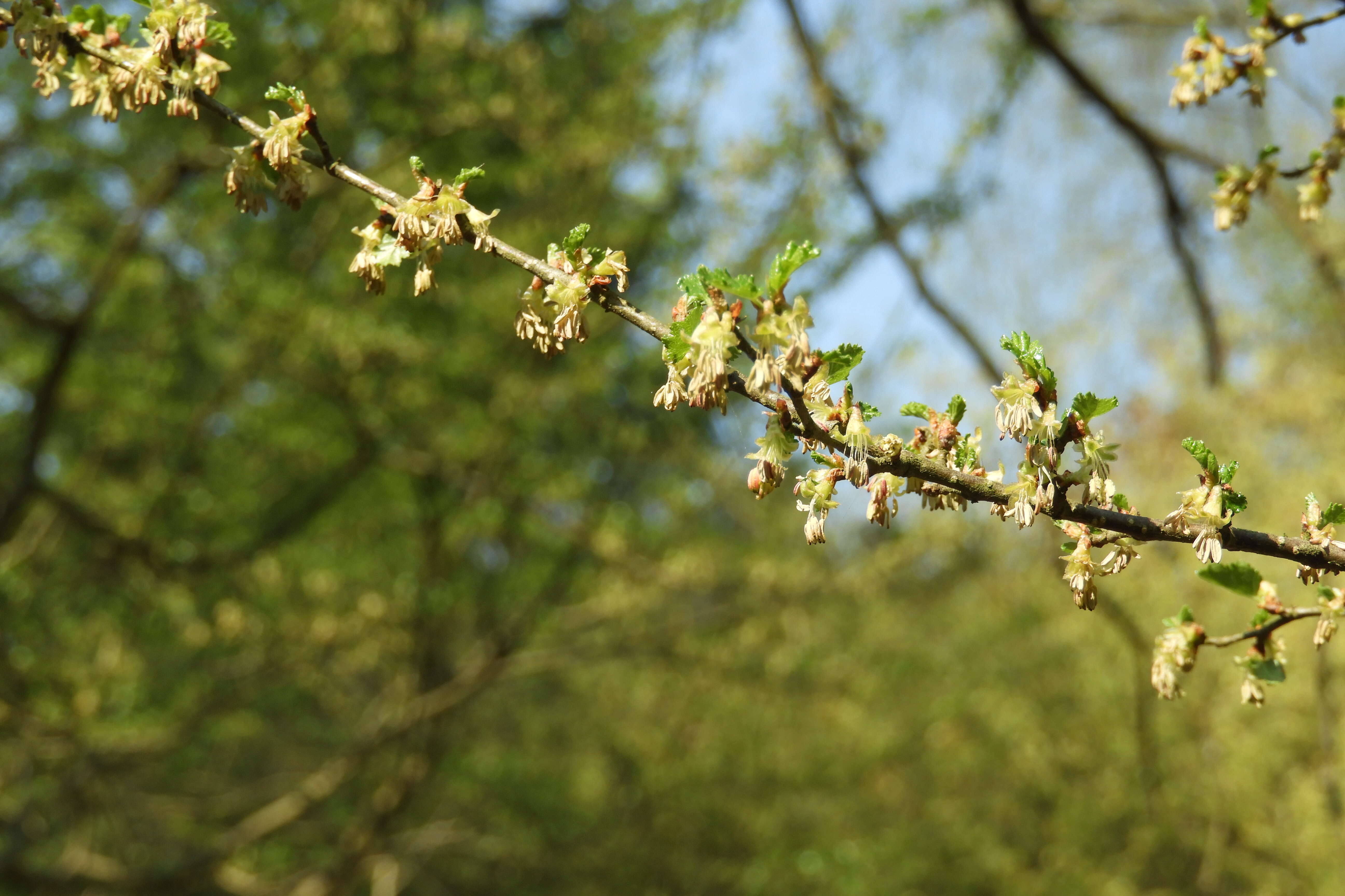 Image of Antarctic Beech