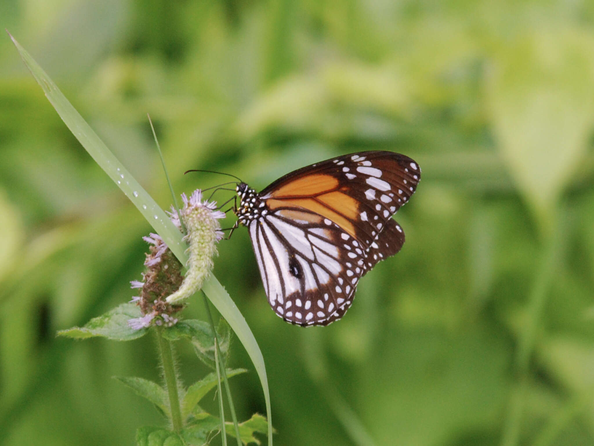 Image de Danaus (Anosia) melanippus Cramer 1777