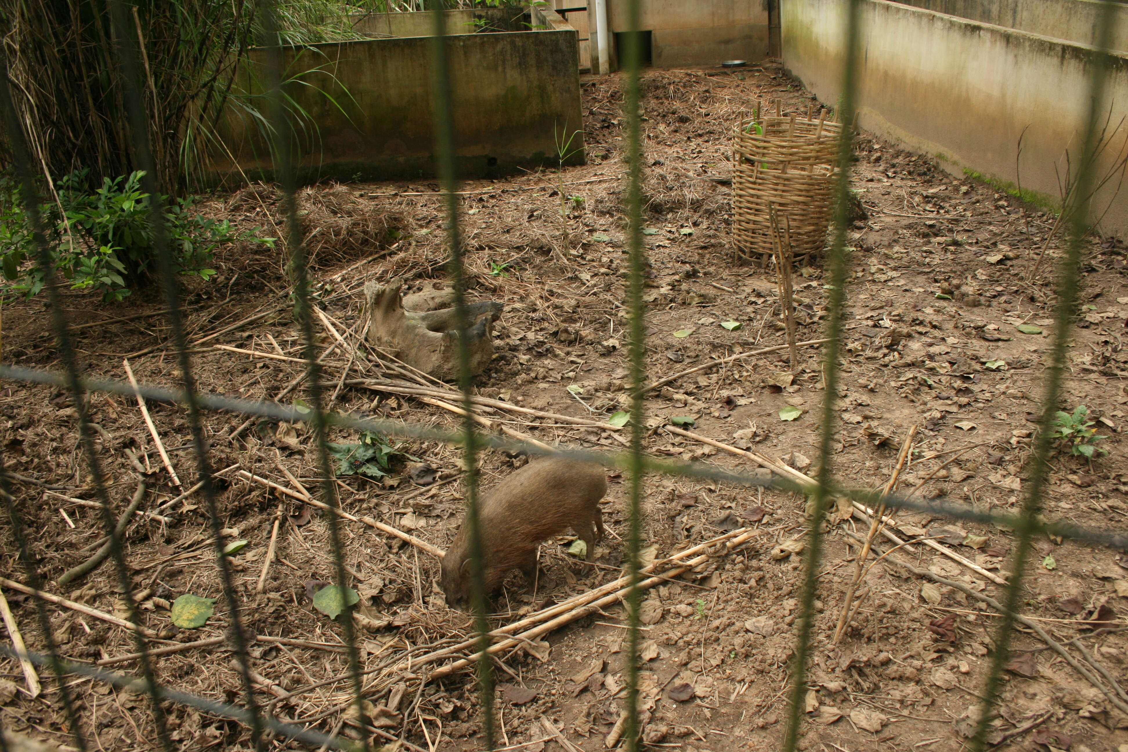 Image of pygmy hog