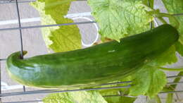 Image of garden cucumber