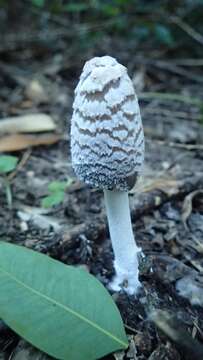 Imagem de Coprinopsis picacea (Bull.) Redhead, Vilgalys & Moncalvo 2001