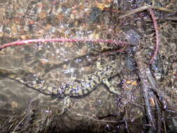 Image of Barred Tiger Salamander