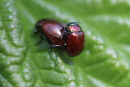 Image of Chrysolina polita