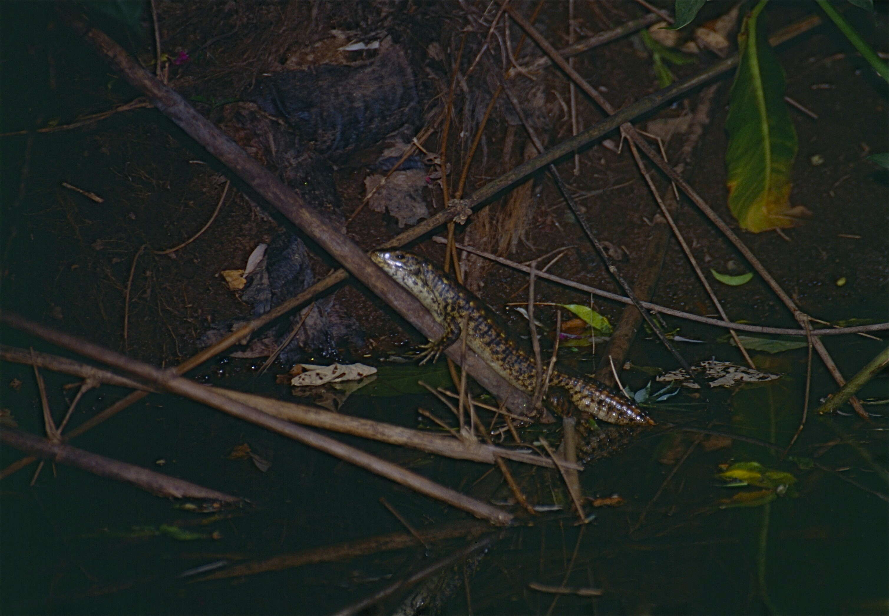 Image of Southeastern Girdled Lizard