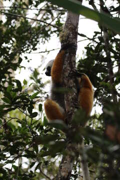 Image of Diadem Sifaka