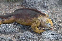 Image of Galapagos Land Iguana