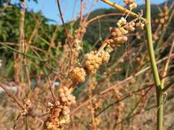 Image of Cuscuta campestris