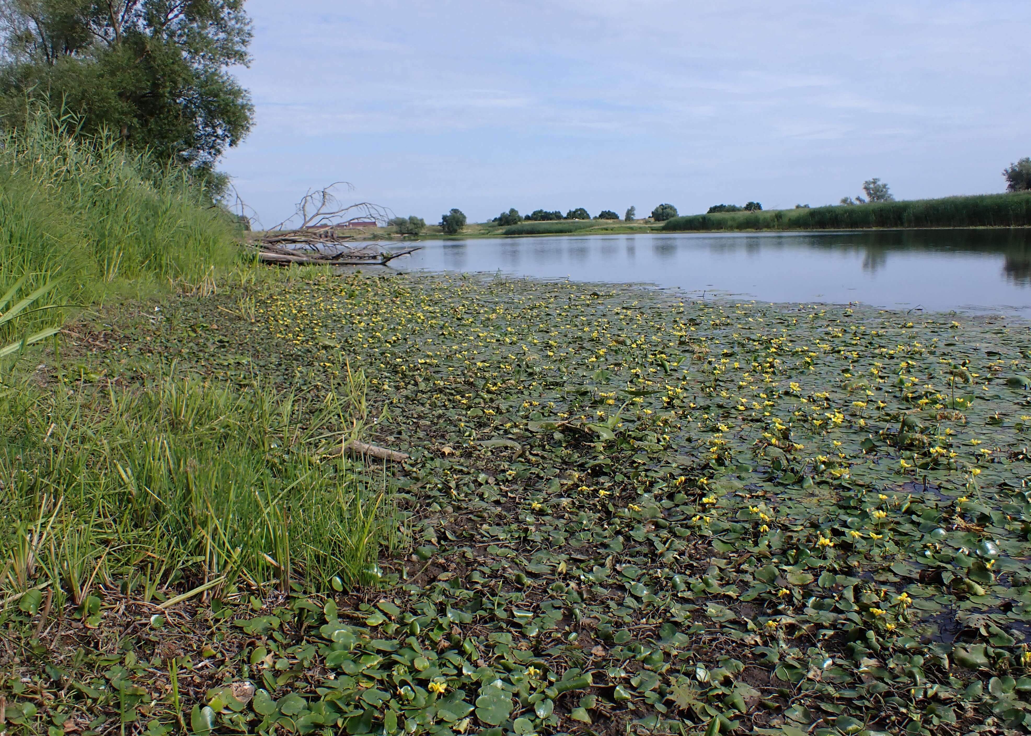 Image of yellow floatingheart