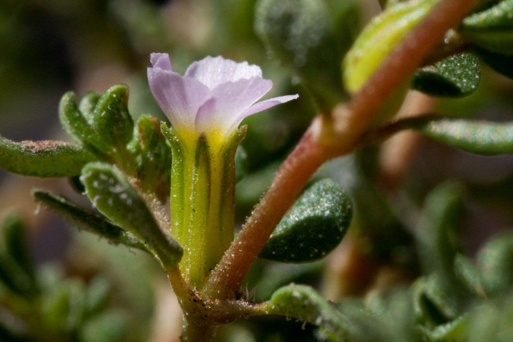 Image de Frankenia pulverulenta L.