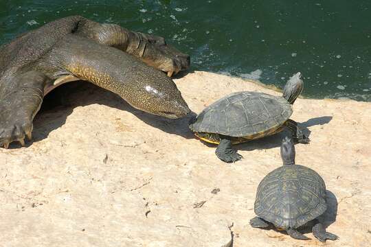 Image of Nil-Weichschildkröte