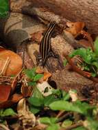 Image of Shanghai Elegant Skink