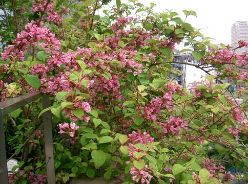 Image of Weigela hortensis (Sieb. & Zucc.) K. Koch