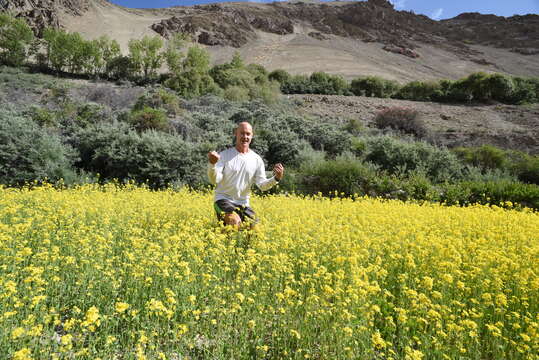 Image of Chinese mustard