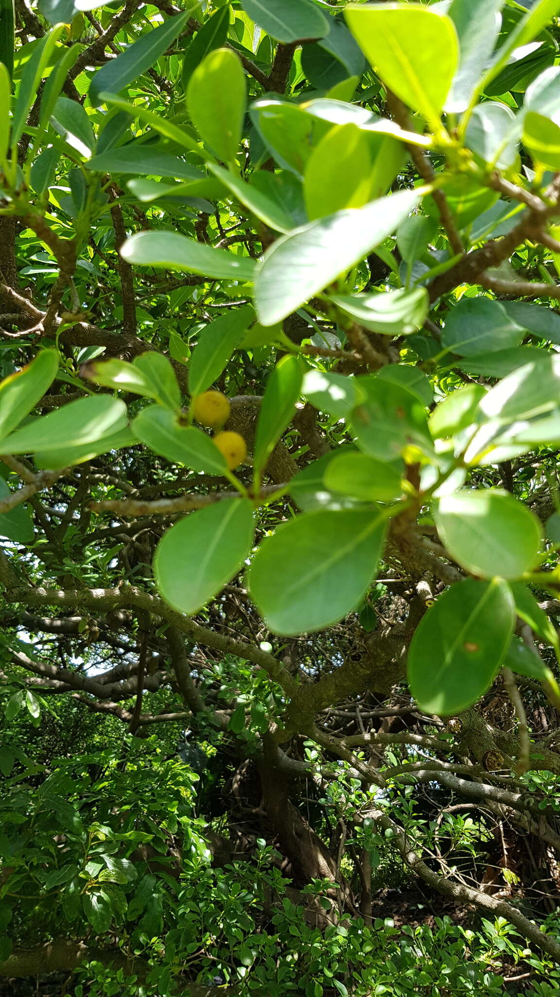 Image of Bark Cloth Fig