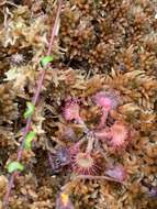 Image of Common Sundew