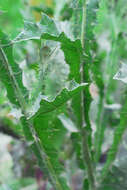 Image of Cotton Thistle