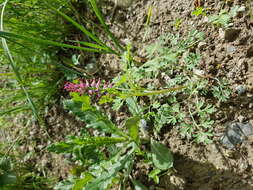 Image of Common Fumitory