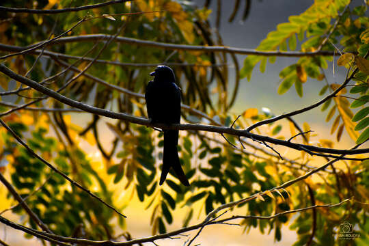 Image of Black Drongo