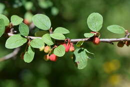 صورة Cotoneaster integerrimus Medik.